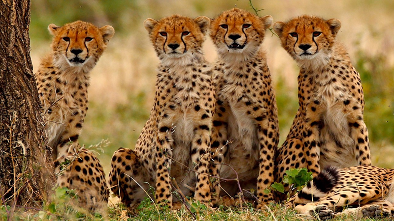 Big Cats of the Serengeti